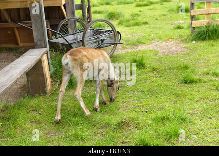 Rentier in Nord-Finnland, Lappland Stockfoto