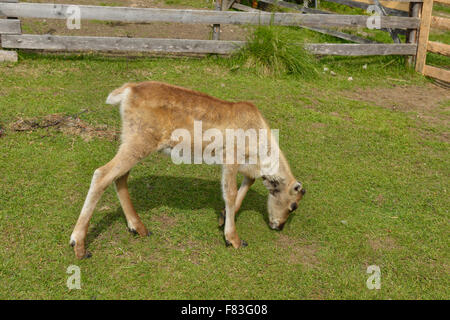 Rentier in Nord-Finnland, Lappland Stockfoto