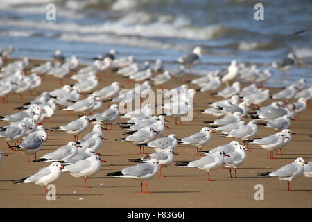 Yantai, China Shandong Provinz. 5. Dezember 2015. Möwen sind am Ufer des Xin'an Flusses in Yantai, Ost-China Shandong Provinz, 5. Dezember 2015 gesehen. Viele Möwen flogen nach Yantai vom Norden bis vor kurzem überwintern. Bildnachweis: Tang Ke/Xinhua/Alamy Live-Nachrichten Stockfoto