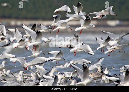 Yantai, China Shandong Provinz. 5. Dezember 2015. Möwen fliegen über dem Xin'an-Fluss in Yantai, Ost-China Shandong Provinz, 5. Dezember 2015. Viele Möwen flogen nach Yantai vom Norden bis vor kurzem überwintern. Bildnachweis: Tang Ke/Xinhua/Alamy Live-Nachrichten Stockfoto