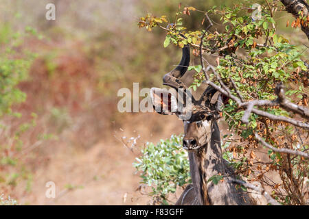 große Kudu Specie Tragelaphus Strepsiceros Familie der Horntiere Stockfoto