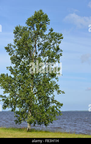 Birke am Strand. Sommerlandschaft Stockfoto