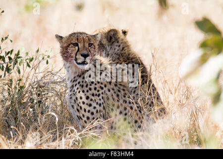 Gepard Specie Acinonyx Jubatus Familie Felidae Stockfoto