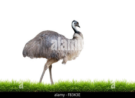 Emu mit grünen Rasen isoliert auf weißem Hintergrund Stockfoto