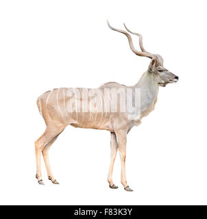 männliche große Kudu isoliert auf weißem Hintergrund Stockfoto