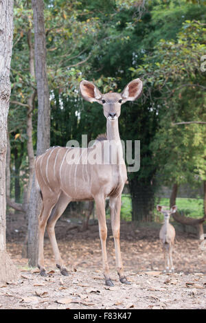 weibliche große Kudu (Tragelaphus Strepsiceros) Stockfoto