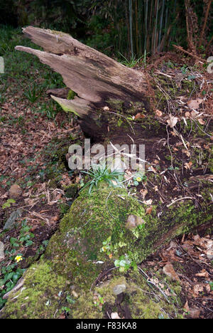 Totholz Fäulnis Baum-Stämme, Tremenheere Gärten West Cornwall, England Stockfoto