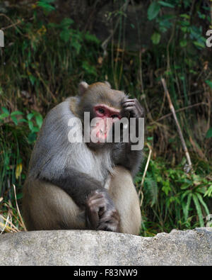 Affe auf Felsen sitzen und seinen Kopf kratzen am Nationalpark Zhangjiajie, China Stockfoto