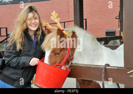 London, UK, 5. Dezember 2015, freiwillige Alexa Hamilton 24 feeds Pony Tim bei Charlton Park Riding Centre für Menschen mit Behinderungen. Bildnachweis: JOHNNY ARMSTEAD/Alamy Live-Nachrichten Stockfoto