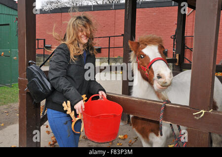 London, UK, 5. Dezember 2015, freiwillige Alexa Hamilton 24 feeds Pony Tim bei Charlton Park Riding Centre für Menschen mit Behinderungen. Bildnachweis: JOHNNY ARMSTEAD/Alamy Live-Nachrichten Stockfoto