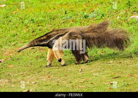 Großer Ameisenbär unterwegs Stockfoto