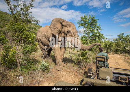 Südafrika - 15 Januar: Eng mit einem Elefanten während der Safari im Mkuze Falls Game Reserve besuchen Stockfoto