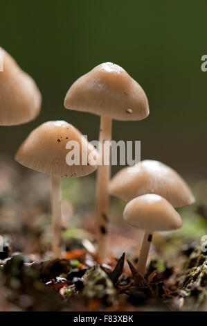 Porzellan-Pilz, schleimige Buche Kappen, Oudemansiella Mucida, Pilze im Wald Stockfoto