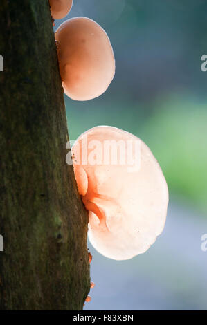 Transluzente Pilz Mu-Err (Auricularia Auricula-Judae) auf einem Baumstamm Stockfoto