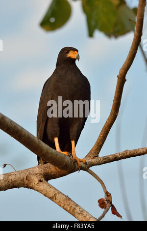 Gemeinsamen Black Hawk in Costa Rica Wald Stockfoto