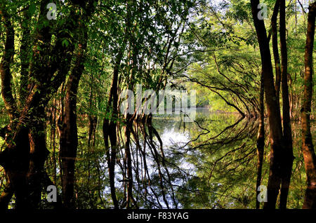 Punte Alberetes überschwemmten Wald in Ravenna Italien Stockfoto