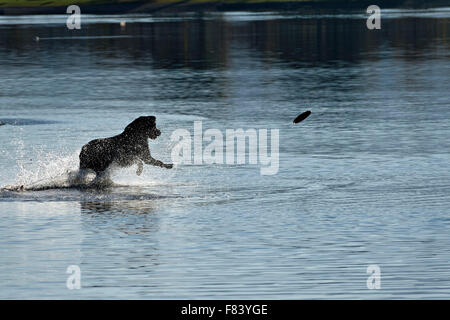 Schwarzer Hund im Wasser, die Jagd nach Frisbee, Feldwieser Bucht, Ubersee, Chiemsee, Upper Bavaria, Deutschland, Europa. Stockfoto