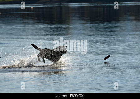 Schwarzer Hund im Wasser, die Jagd nach Frisbee, Feldwieser Bucht, Ubersee, Chiemsee, Upper Bavaria, Deutschland, Europa. Stockfoto