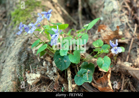 Violette Pflanze vor einer Baumwurzel im Wald Stockfoto