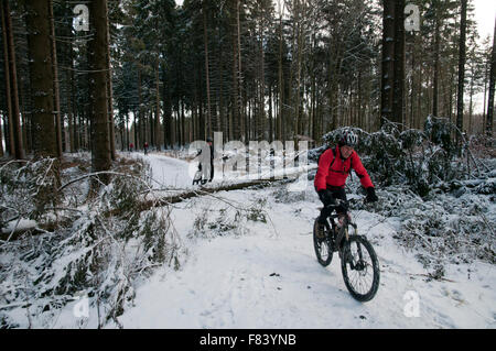 Mountainbiker im Winter im Nadelholz über einen umgestürzten Baum Stockfoto