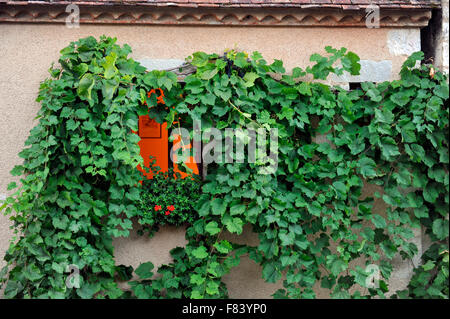 Fassade des Hauses mit offenen Fenster und Wein Wildpflanze in Süd-Frankreich-Europa Stockfoto