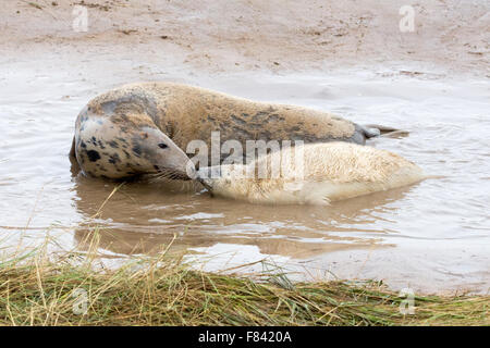 Graue Dichtungen Donna Nook, North Lincolnshire, England im November 2015 während der Zucht und Paarungszeit Stockfoto