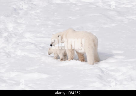 Eine Mutter Eisbär (Ursus Maritimus) und ihrem Neugeborenen Cub Reise quer durch die verschneite Landschaft von Spitzbergen (Svalbard) Stockfoto