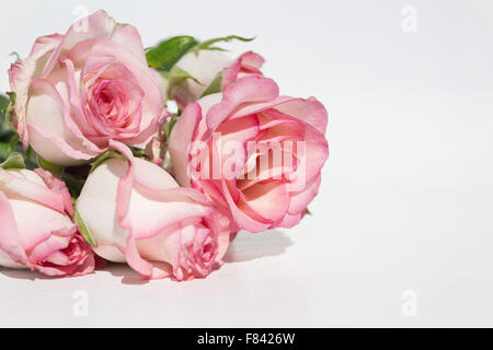 Strauß rosa Rosen auf weißem Hintergrund - rosa Blüten Stockfoto