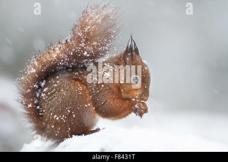 Niedliche Eichhörnchen im fallenden Schnee, Winter in England Stockfoto