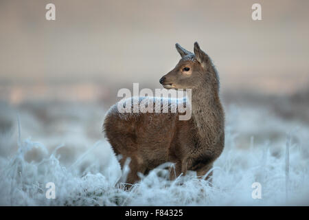 Rothirsch Kalb im winter Stockfoto