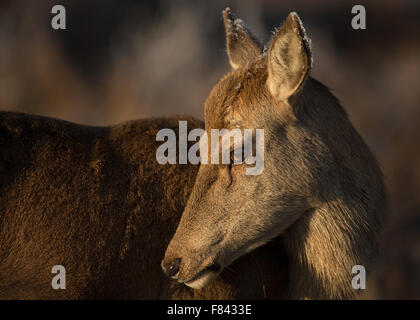 Red Deer Hind Nahaufnahme portrait Stockfoto