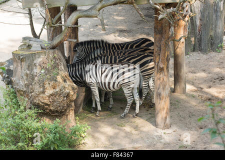 gestreifte Zebras Essen von den Futtertrog mit dem Jäger zubereitet Stockfoto