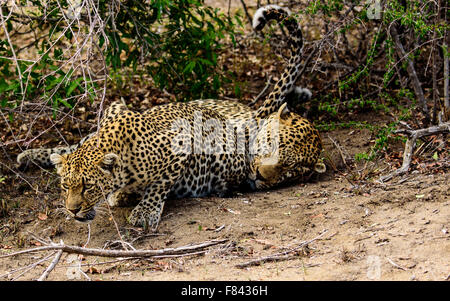 Weibliche Leoparden mit nicht reagierenden männliche Leoparden Stockfoto