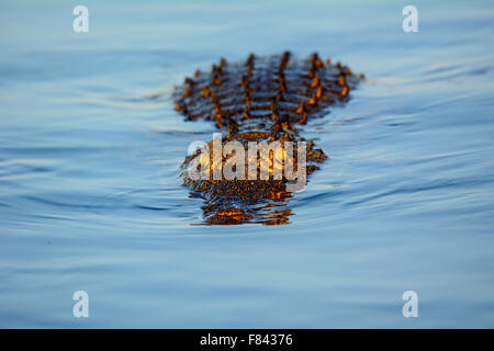 Krokodil im Chobe Fluss schwimmen Stockfoto