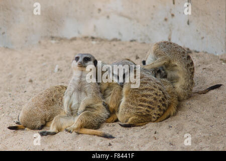 fröhlich und schön Surikata gehen über das eigene Geschäft im sand Stockfoto