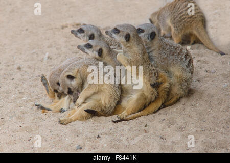 fröhlich und schön Surikata gehen über das eigene Geschäft im sand Stockfoto