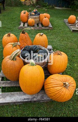 Orange Kürbis auf dem Display in der Herbstsaison, USA Stockfoto