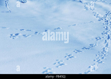 Tierspuren im Schnee, natürlichen Hintergrund Stockfoto