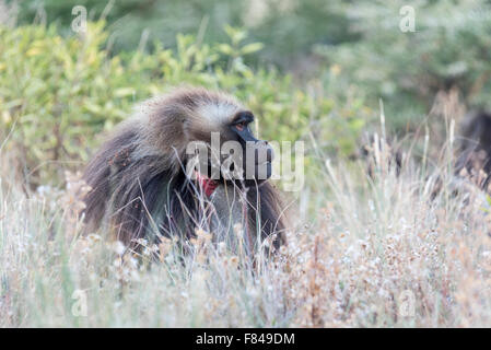 Einen männlichen Gelada Pavian auf Nahrungssuche.  Eine äthiopische endemische Primas. Stockfoto