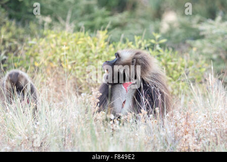 Einen männlichen Gelada Pavian, seine Zähne tragen, während auf Nahrungssuche.  Eine äthiopische endemische Primas. Stockfoto