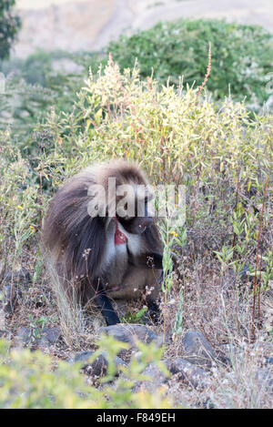 Einen männlichen Gelada Pavian auf Nahrungssuche.  Eine äthiopische endemische Primas. Stockfoto