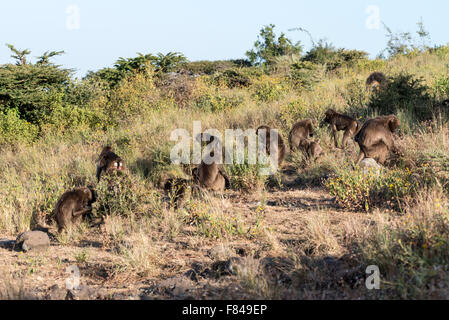 Teil einer Truppe von gelada Baboons Nahrungssuche in der Nähe von debre Libanos, Äthiopien Stockfoto