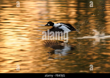 Gemeinsamen Goldeneye Männchen fliegen über der Wasseroberfläche des Teiches am frühen Morgen Stockfoto