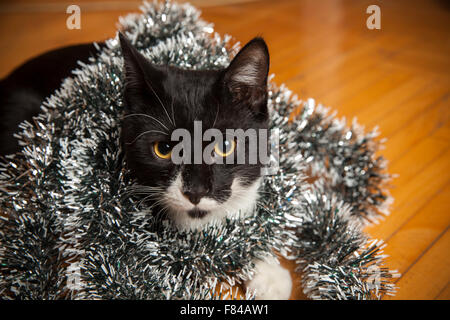 Schwarzweiss-Katze mit Weihnachtsdekoration hautnah Stockfoto