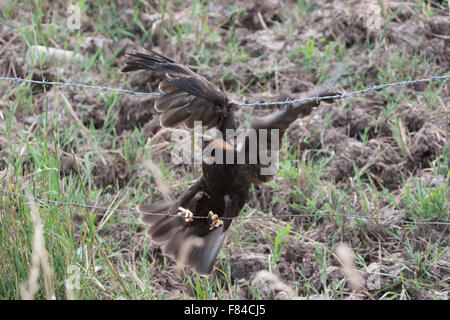 Juvenile Rohrweihe gefangen auf Stacheldraht-Zäune Stockfoto