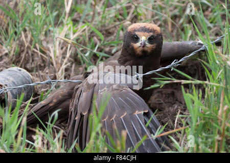 Juvenile Rohrweihe gefangen auf Stacheldraht-Zäune Stockfoto