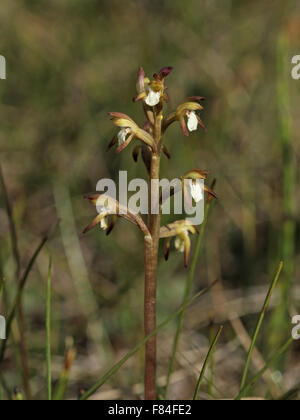 Blütenstand der frühen Coralroot (Corallorhiza Trifida) Blüte auf nasse Wiese in Kilpisjärvi, Finnland Stockfoto