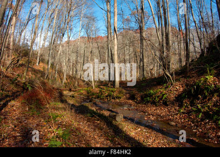 Einen schmalen Bach schlängelt sich durch den Wald im nördlichen Baltimore County, MD Stockfoto