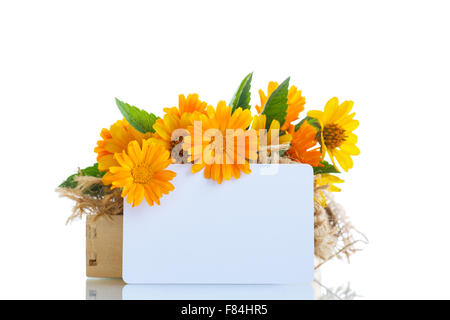 Blumenstrauß mit Sommer Gänseblümchen Stockfoto