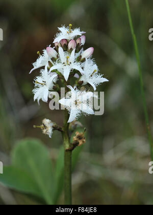 Blütenstand der Fieberklee (Menyanthes Trifoliata) wächst in Kalk Feder Moor in Estland Stockfoto